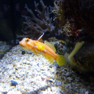 Nausicaà. Boulogne-sur-Mer