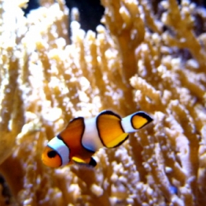 Nausicaà. Boulogne-sur-Mer