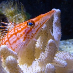 Nausicaà. Boulogne-sur-Mer