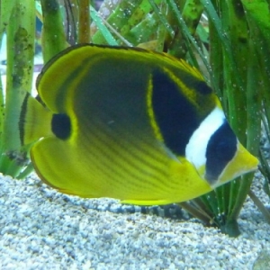 Nausicaà. Boulogne-sur-Mer