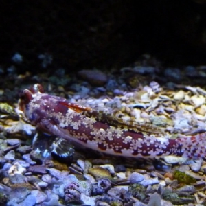 Nausicaà. Boulogne-sur-Mer