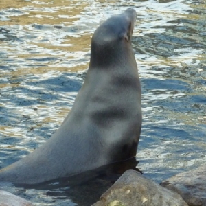 Nausicaà. Boulogne-sur-Mer