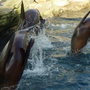 Nausicaà. Boulogne-sur-Mer
