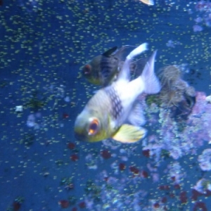 Nausicaà. Boulogne-sur-Mer