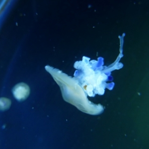 Nausicaà. Boulogne-sur-Mer