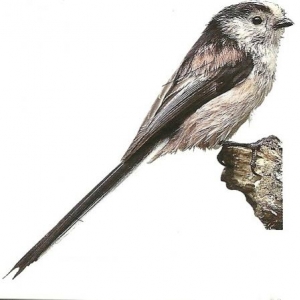 La mesange a longue queue, photo 73