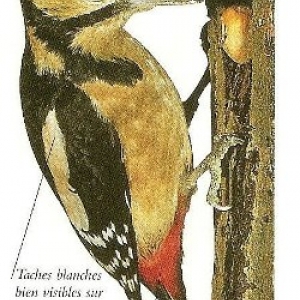 PIC EPECHE PIC EPECHE