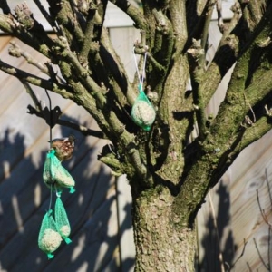 La mesange commune, photo 32