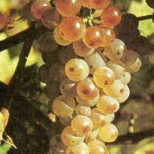 Grappe de Pinot blanc