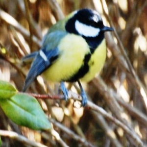 La mesange commune, photo 33