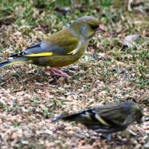 Le verdier, photo 67