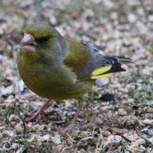 Le verdier, photo 65