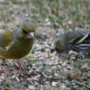 Le verdier, photo 68