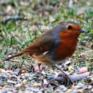 Le rouge gorge, photo 15