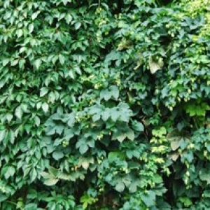 9 =houblon