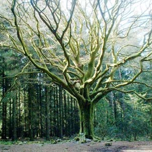 En forêt... (Récit fantastique) En forêt... (Récit fantastique)