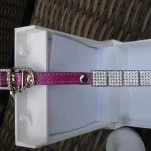 " L'univers animalier " à Hotton ; colliers pour petits chiens " L'univers animalier " à Hotton ; colliers pour petits chiens