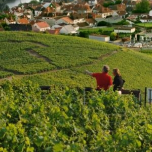 vignoble