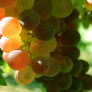 Vignoble