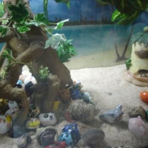 vue d'ensemble de nos bernard l'hermite vue d'ensemble de nos bernard l'hermite