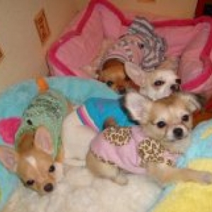 CHANEL ,KENZA ,NINA ET DIVA de Carine Beaugnee