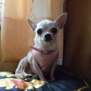 Hommage a Vicky ,le chihuahua de Nicole et Alain decede a l'age de 14 ans 