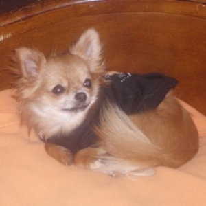 El Bambino ,le chihuahua de Annette et laetitia de Houffalize 