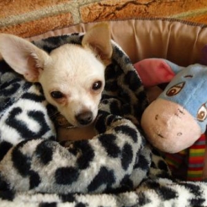 Toupie le petit chiuahua d'elodie Toupie le petit chiuahua d'elodie