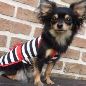 Lola ,le chihuahua de Sylvie Grandgagnage