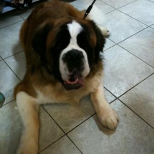 Rocky un saint Bernard de 90 kg ! pour qui nous avons fait realiser un superbe collier de 85 cm !
