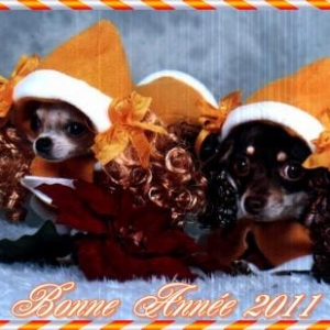 hatchepsout et leelawadee les chihuahua de ginette de carnieres