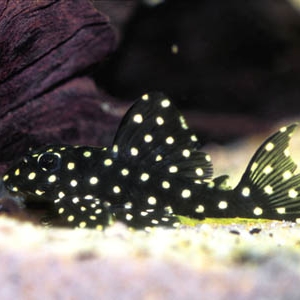 Hypancistrus inspector l201  45 euros