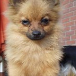 la famille de carine de eghezee