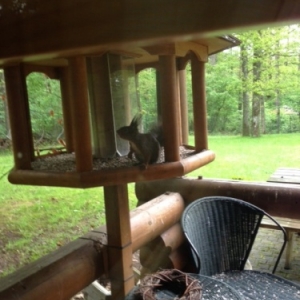 il n'est pas rare que de votre salon vous apperceviez un ecureuil venir manger a quelques centimetres de la fenetre 