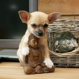 le petit chihuahua de Nathalie STRENS de Mettet