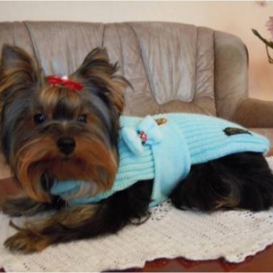 Florine ,l'adorable petite yorkshire de Christian et Michele de Charleville Maizire 