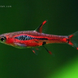 Rasbora Moustique - Boraras brigittae  1,75 euros 