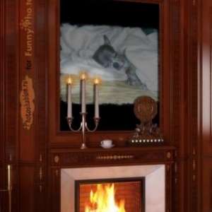 miss chiwa le chihuaua de joss et sylvana