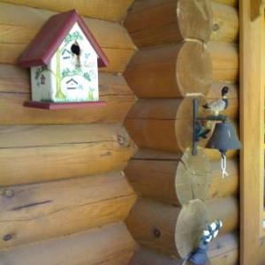 les petits oiseaux aussi ont droit a leur petit nid 