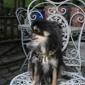 Boris ,le chihuahua de mireille de Verviers