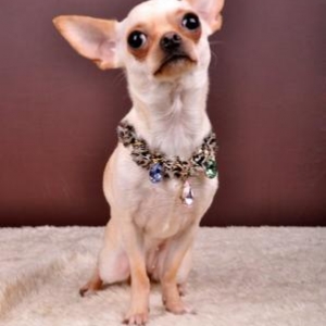 chloe avec son joli collier louisdog