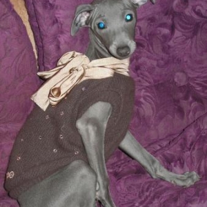 Sofia ,le levrier de Mireille de Verviers tres elegant en for pets only