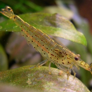 Crevette Nettoyeuse - Caridina Japonica  5 euros 