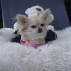 DIVA le chihuahua de carine de eghezee DIVA le chihuahua de carine de eghezee