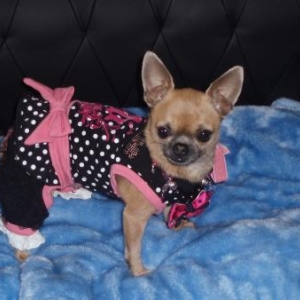  Nola ,le chihuahua de Annette et laetitia de Houffalize
