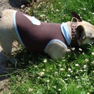 Collection speciale bouledogue francais