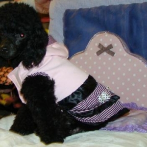 Lisy le caniche de Francesca de l'elevage "le Lys argente" de Fronville