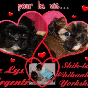 la st valentin au Lys Argente