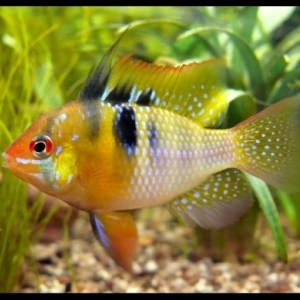 Apistogramma Ramirezi  7,50 euros