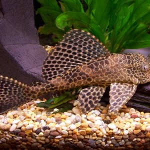 Laveur de vitres 15cm - Hypostomus Plecostomus  15 euros